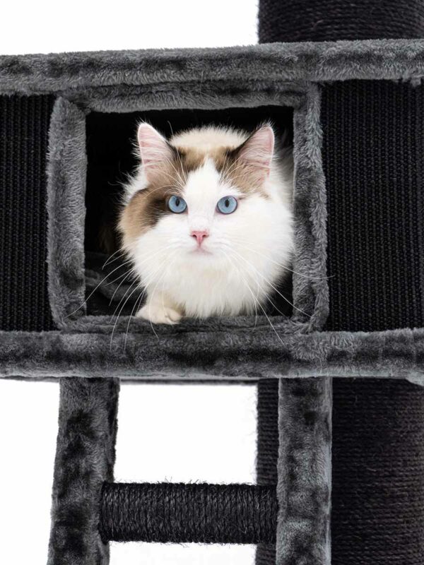 Krabpaal Ragdoll 180