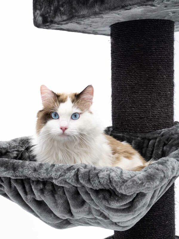 Krabpaal Ragdoll 180
