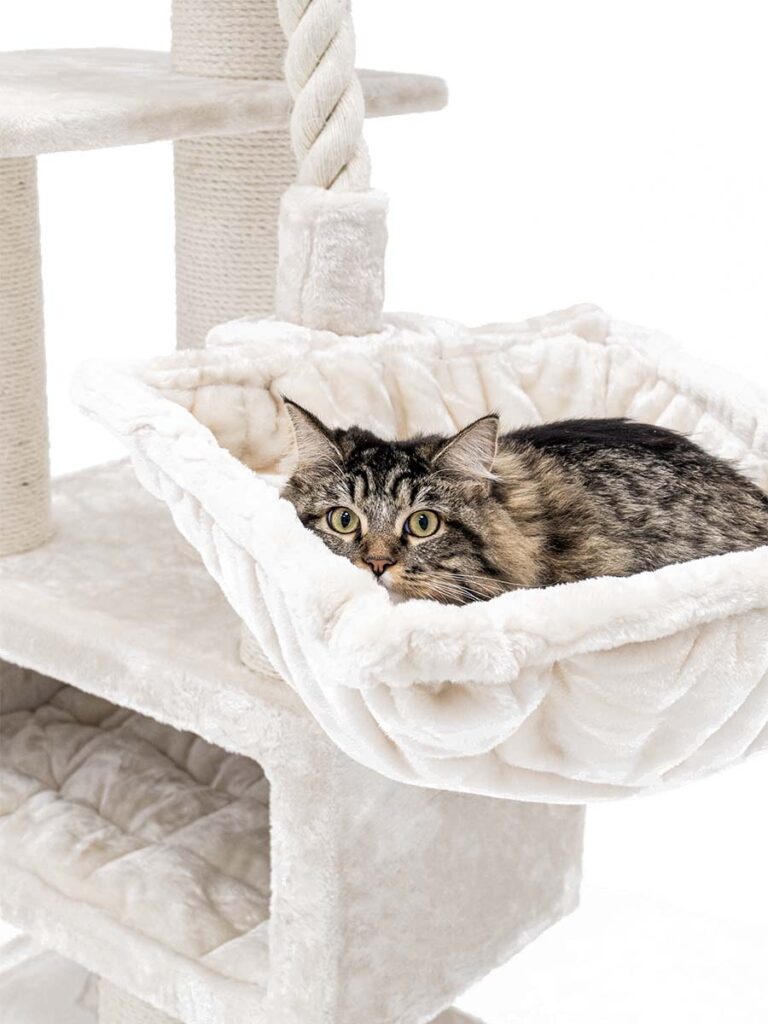 Faszinierend Kratzbaum Fr Main Coon Ebenbild