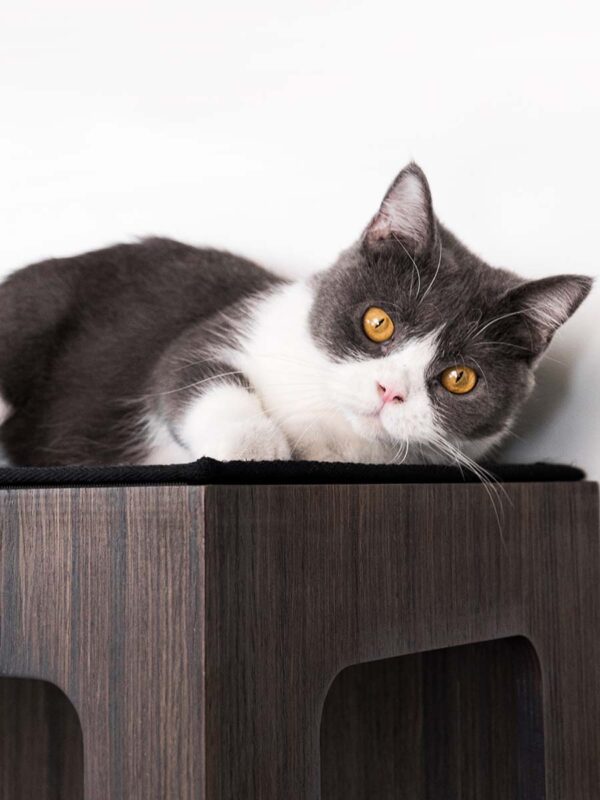 Kattenmuur Box 60