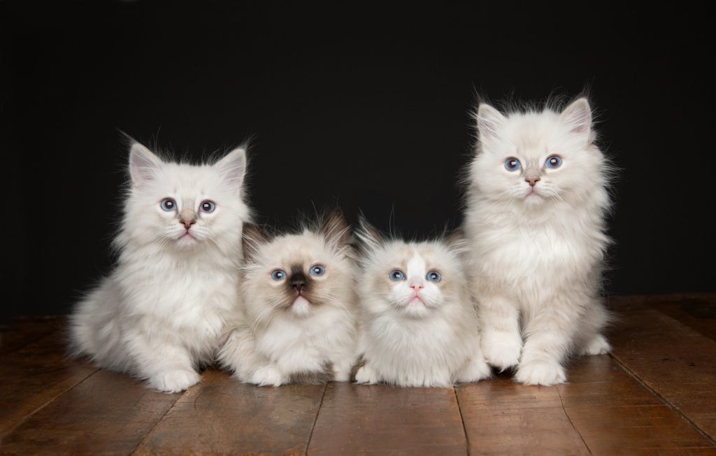 Vier Ragdoll-Kätzchen