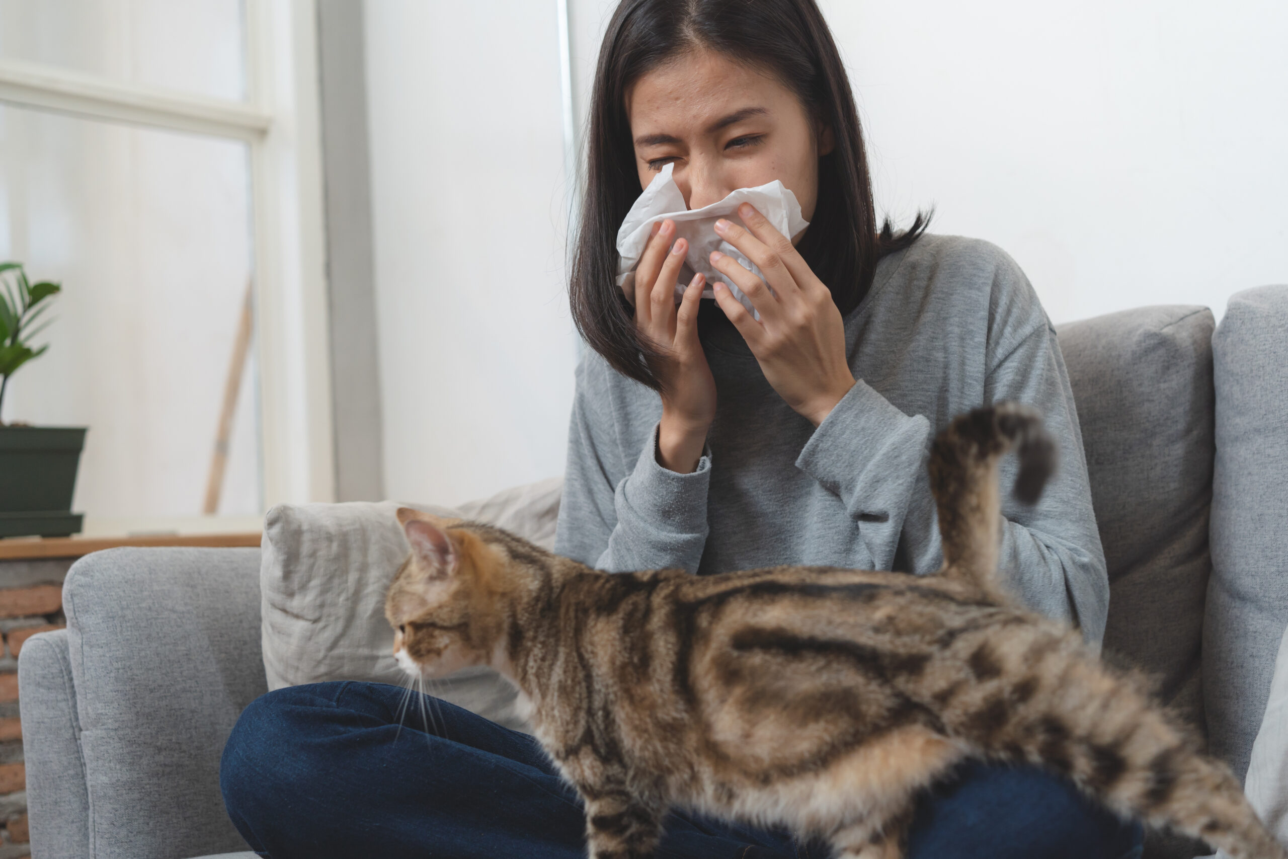 Katzenallergie: Das ist es und wie man es lst - Petrebels