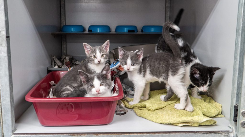 Vier schattige kittens in een hokje die in de camera kijken