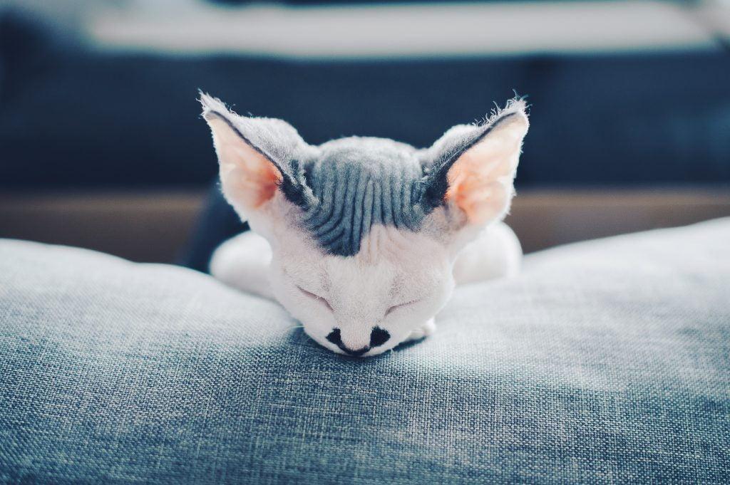 Wit-grijze sphynx kitten aan het slapen