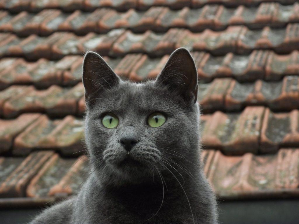 Russian blue with beautiful green eyes