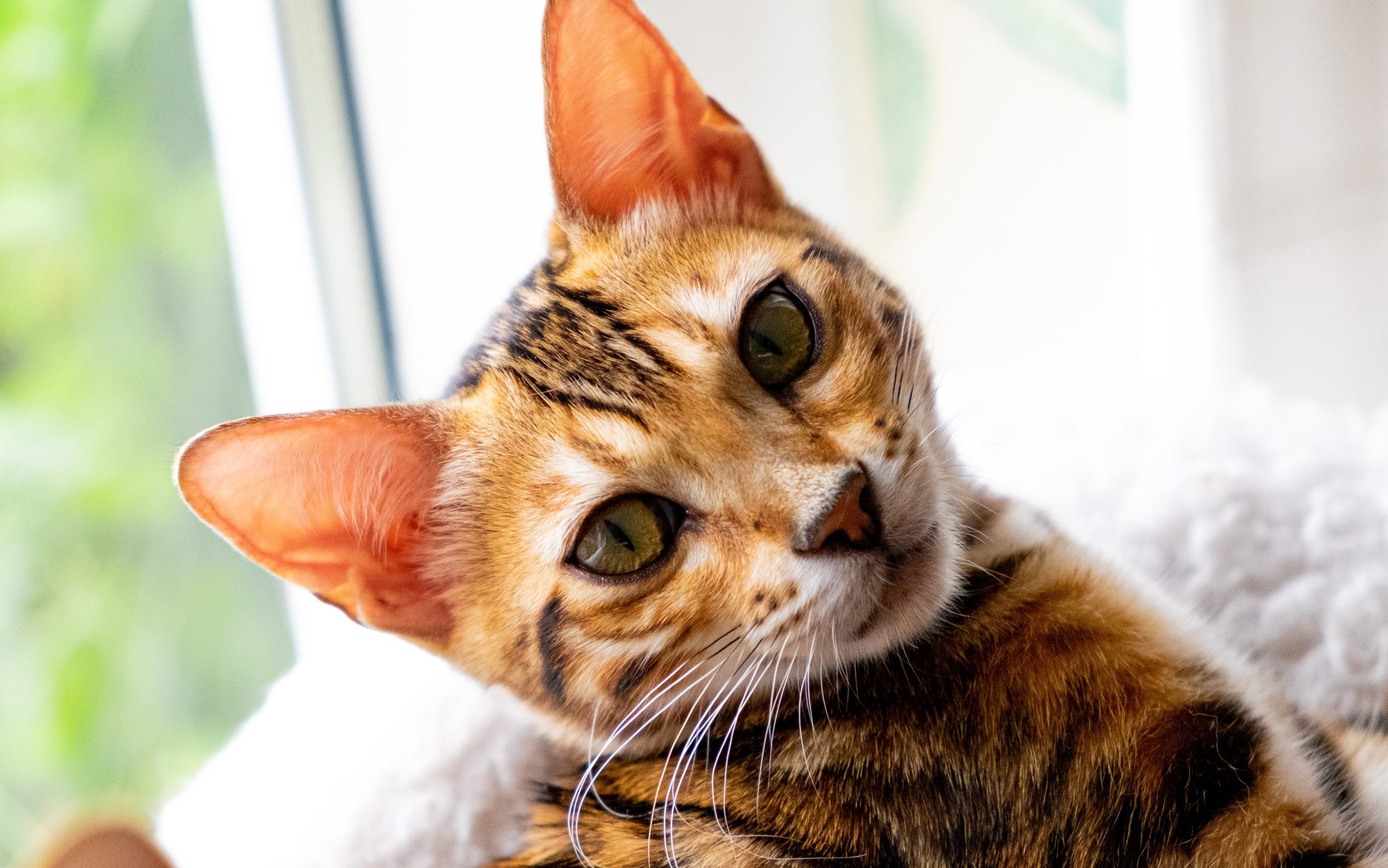 Young Bengal cat with yellow green eyes staring at the camera with a head tilt