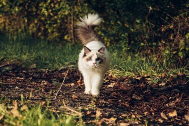 Ragamuffin in Wald