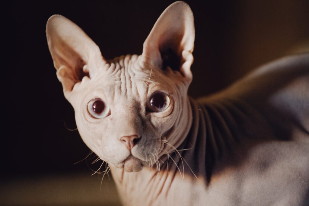 Sphynx kat met blauwe ogen is gebogen snorharen