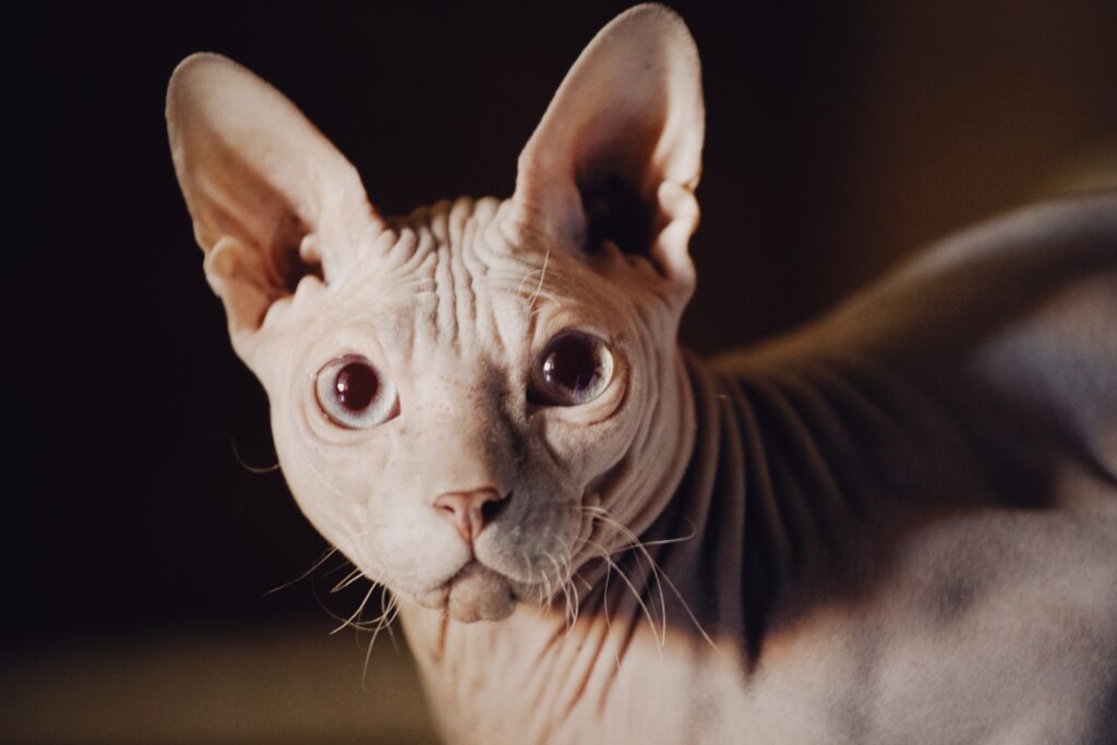 Eine Sphynx-Katze mit blauen Augen und gebogenen Schnurrhaaren
