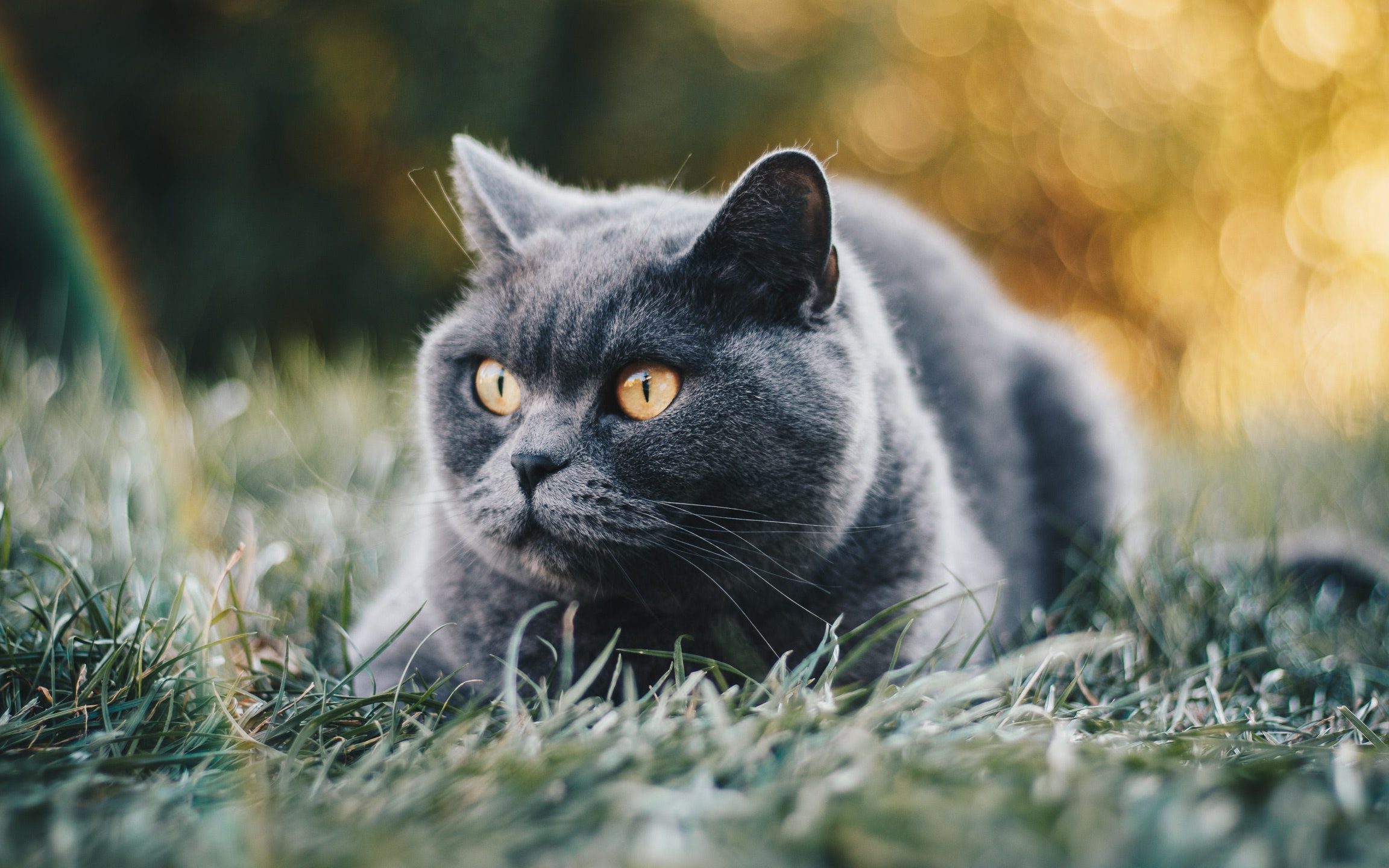 Blauwe Britse korthaar kat in het gras