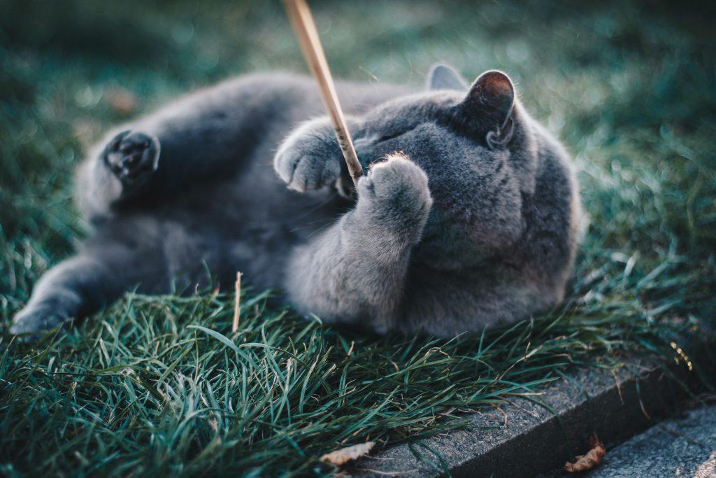 Russian Blue playing in the grass