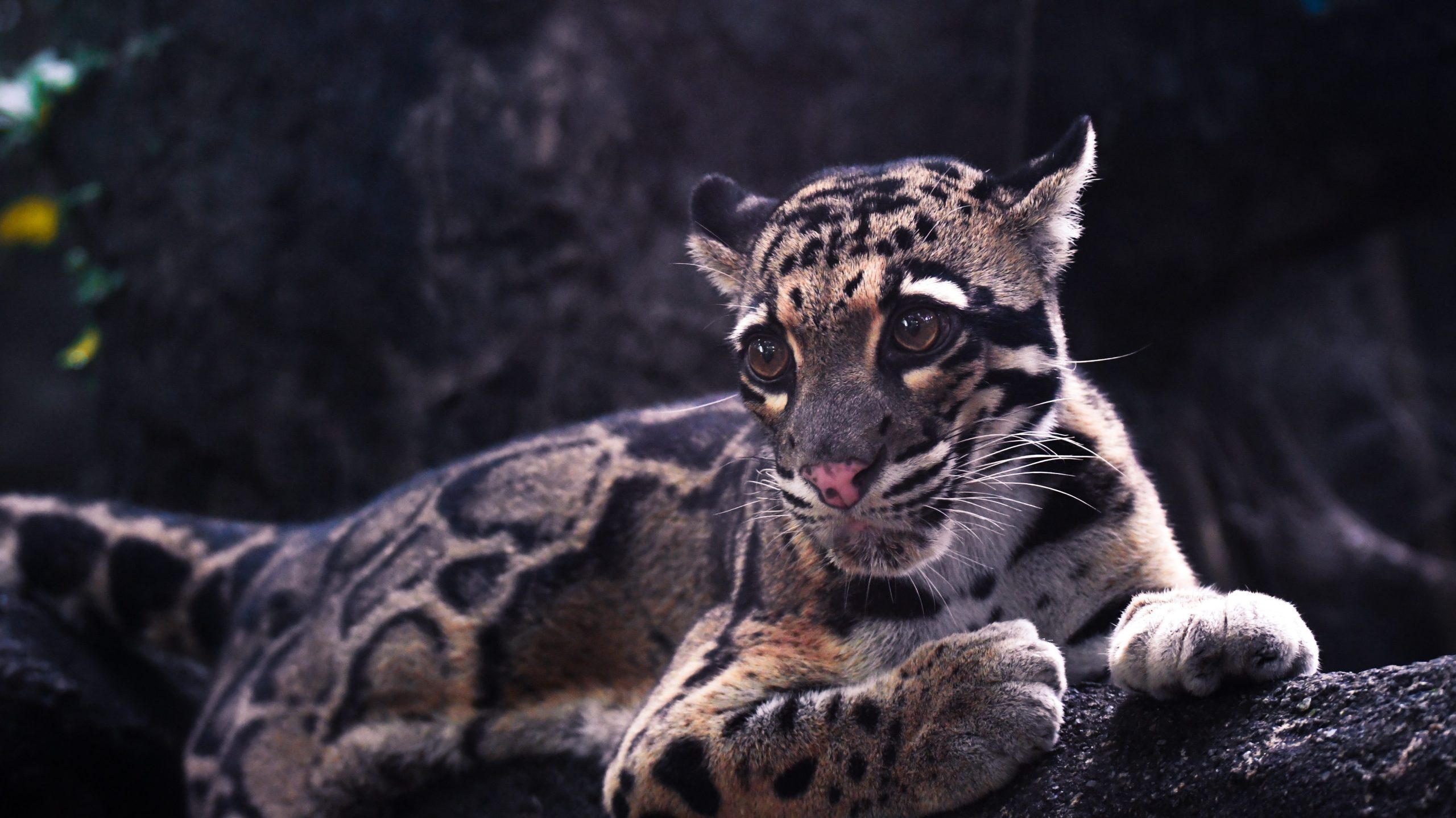 A wild Asian leopard cat laying down on a rock