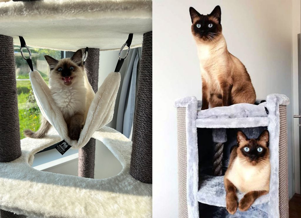 Links: Katze in einer Petrebels-Hängematte. Rechts: zwei Siamkatzen auf einem Petrebels-Kratzbaum.