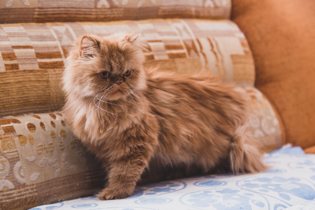 Perserkatze auf dem Sofa