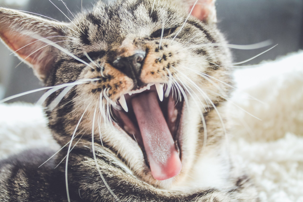 Katze gähnt