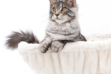 maine coon in petrebels hängematte