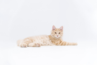 Amerikanischer Bobtail