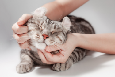 American curl
