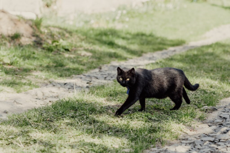 Schwarzer Bombay im Gras