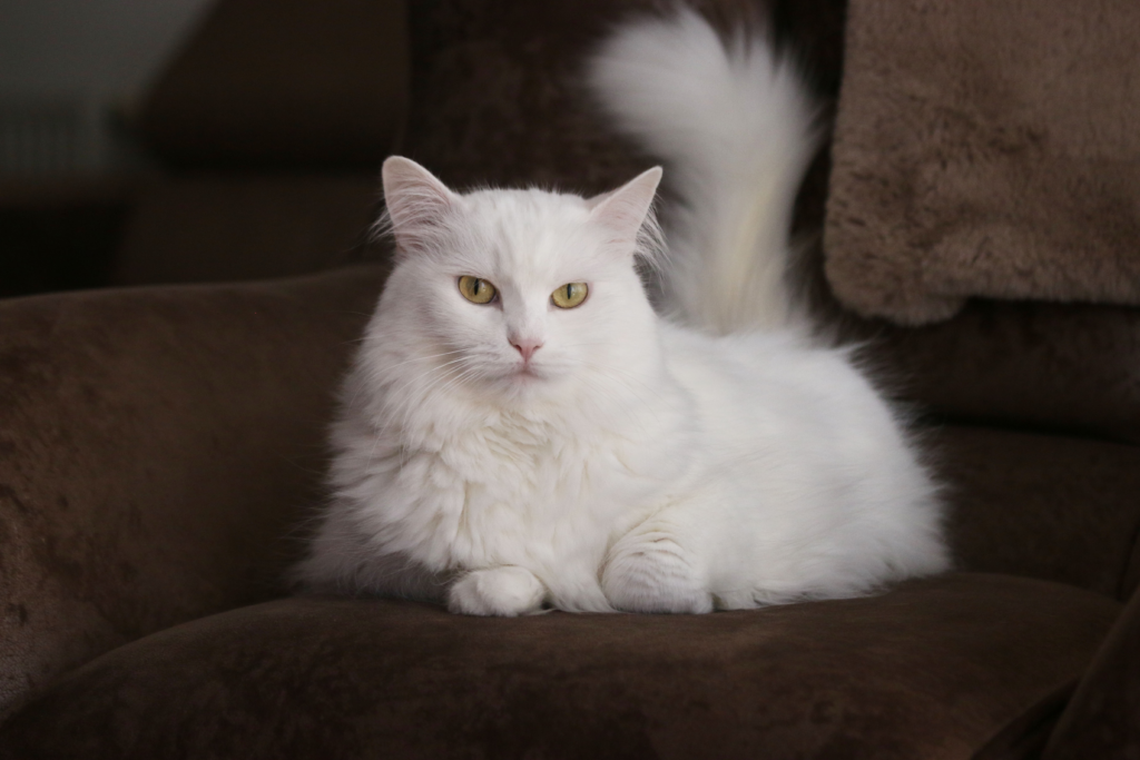 Weiße Angora-Katze mit gelben Augen