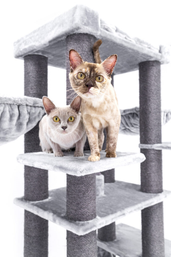 Zwei Burmesische Katzen in Kratzbaum Turnpike 200 von Petrebels
