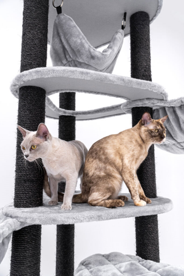 Burmesische Katzen in Kratzbaum Catharina 160 von Petrebels