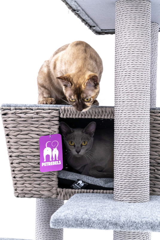 Katzen auf Petrebels Kratzbaum, karibische Liebe 141