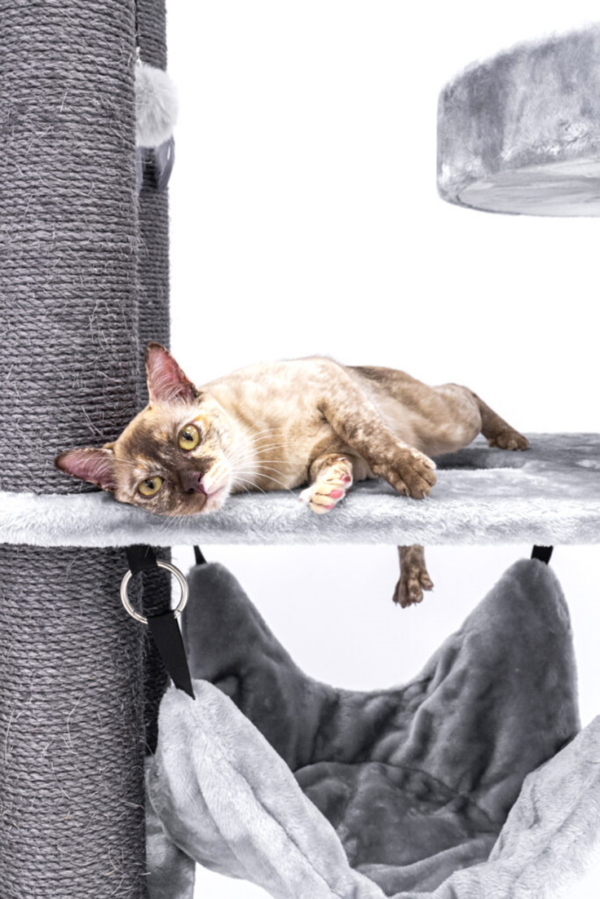 burmesische Katze auf Petrebels Kratzbaum