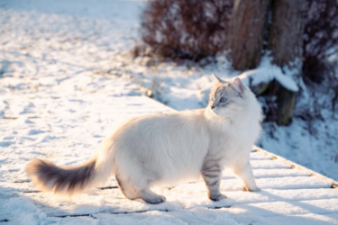 Neva Masquerade im Schnee