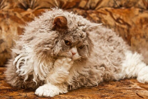 Ein Selkirk Rex schaut in die Kamera