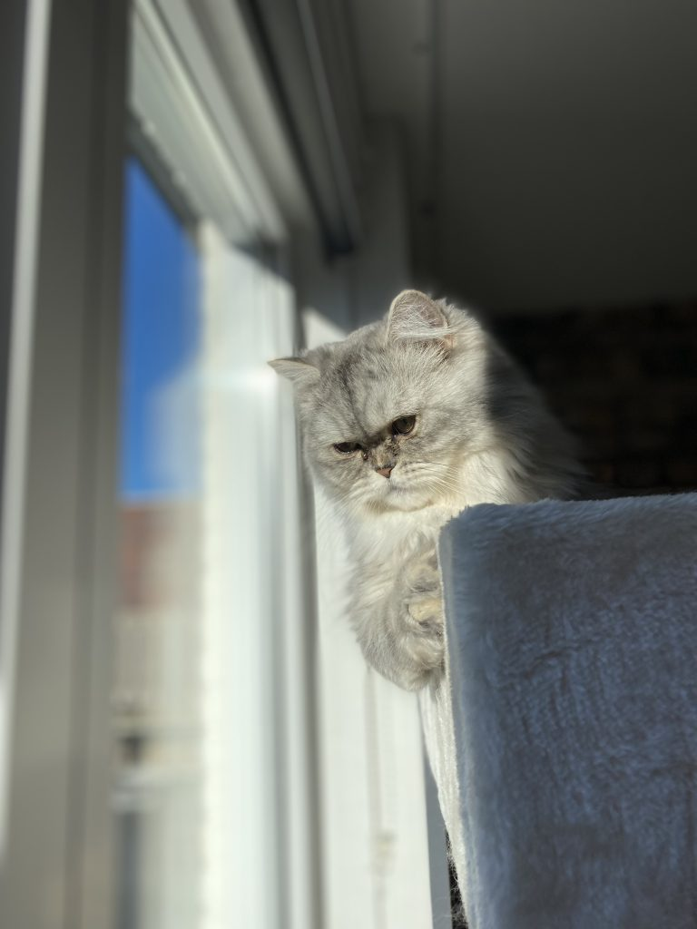 Katze auf der Couch