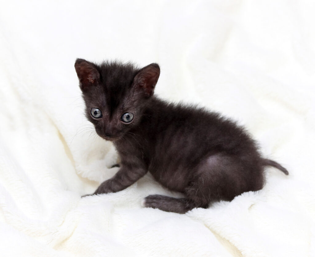 Lykoi Kätzchen