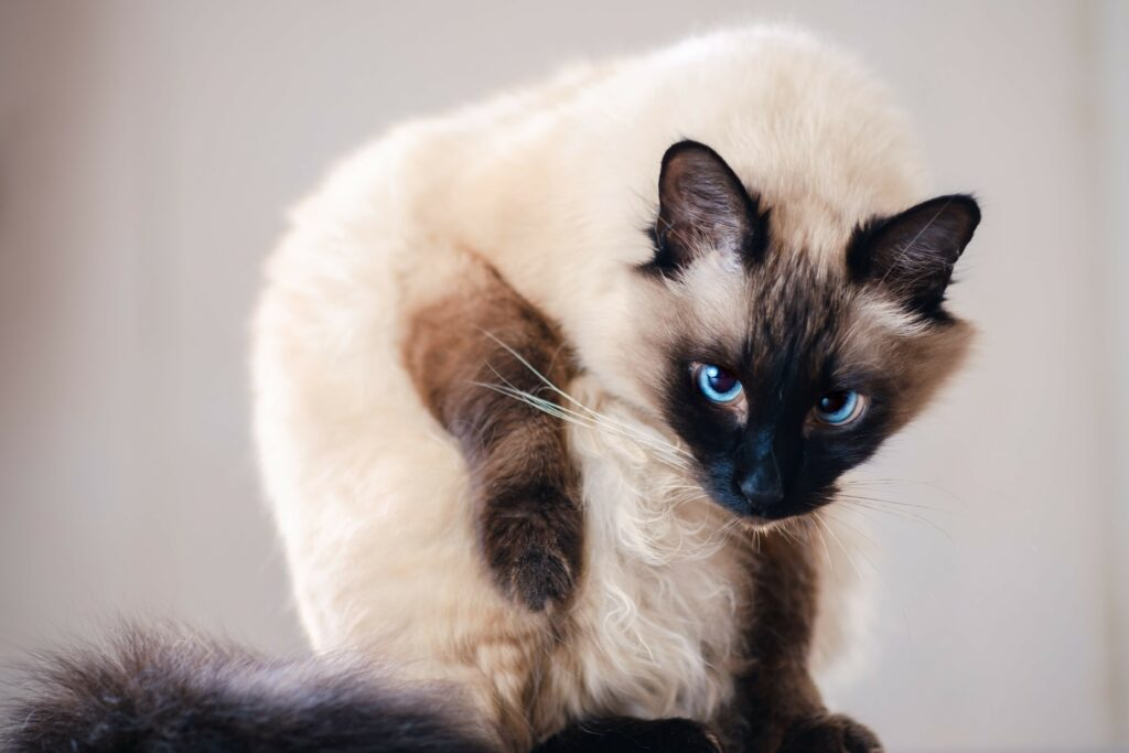 schöne balinesische Katze mit blauen Augen