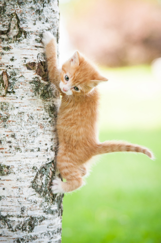 rotes Kätzchen kratzt Baum