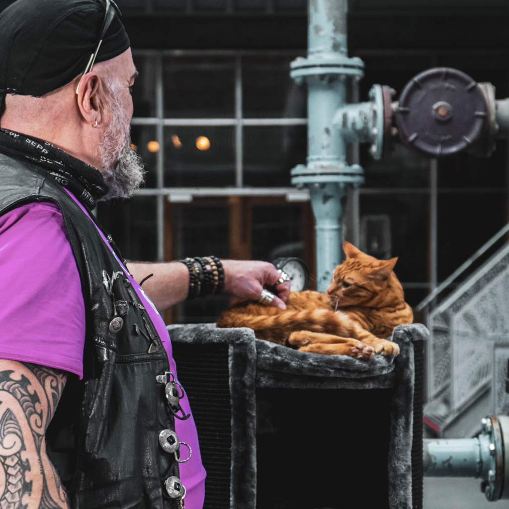 Roller mit roter Katze auf Superdome-Kratzbaum