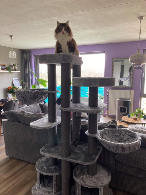 Katze auf Petrebels Kratzbaum