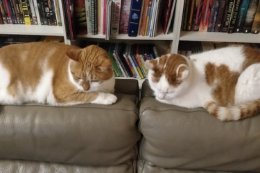 Frosti und Hatchi auf dem Sofa
