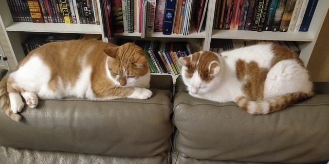 Frosti und Hatchi auf dem Sofa