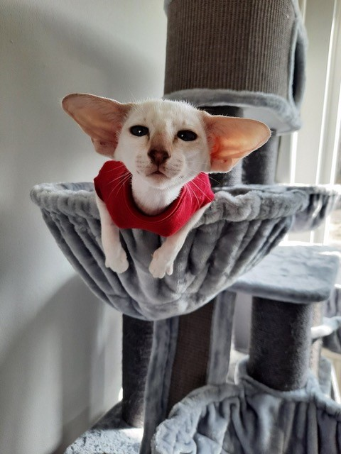 Katze in Petrebels Kratzbaum