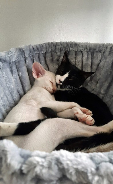 zwei Katzen in einer Petrebels-Hängematte