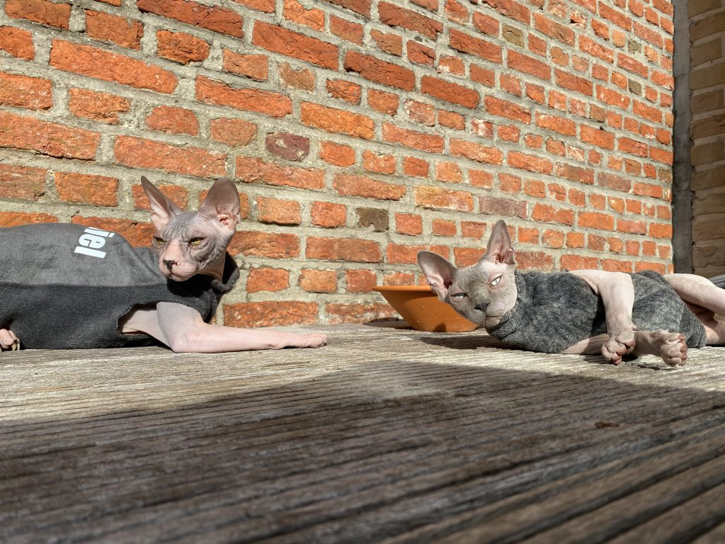 Sphynx-Katzen draußen