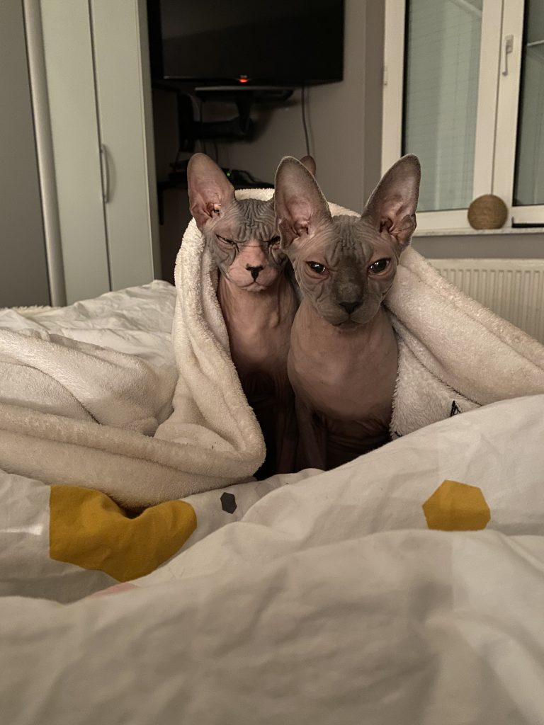 Sphynx-Katzen im Bett