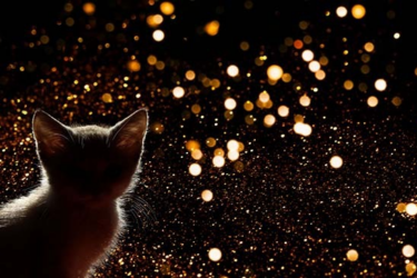 Katze mit Feuerwerk im Hintergrund