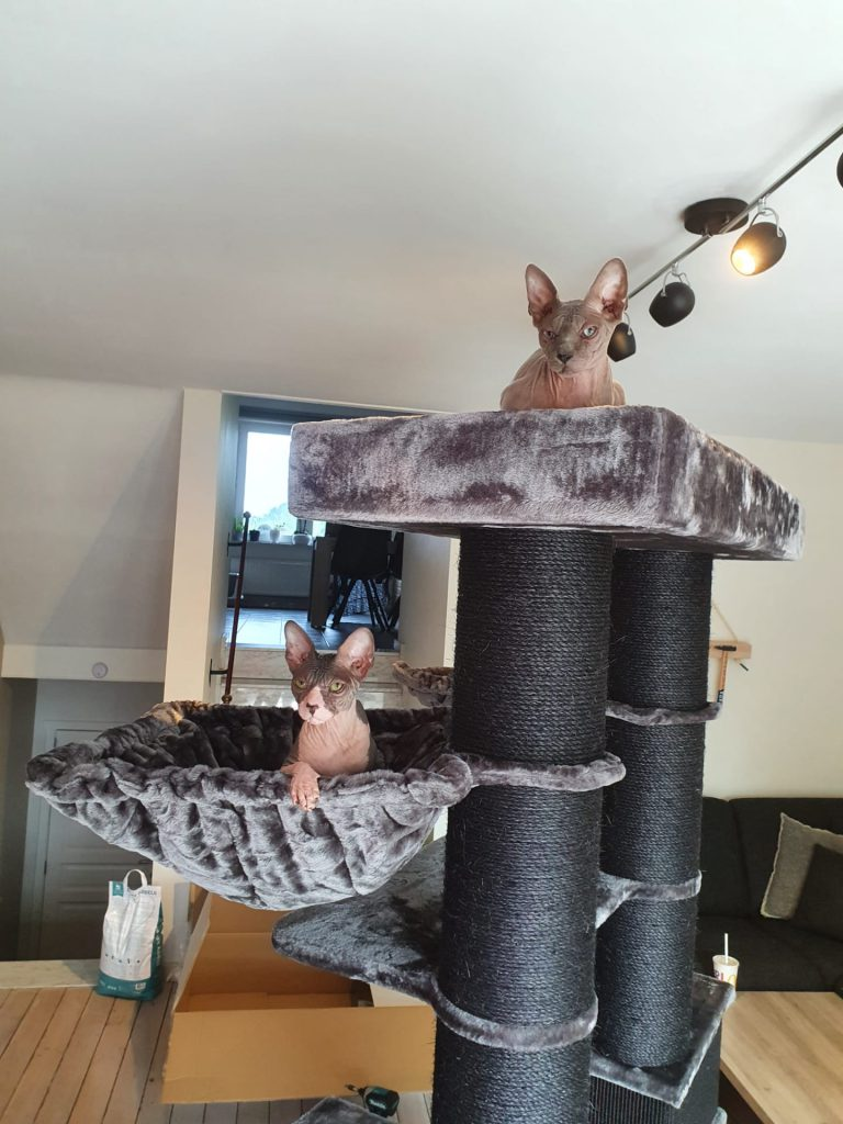 Sphynx-Katzen in einem Petrebels-Kratzbaum