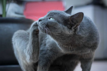 Katze im Koffer
