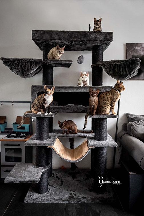 7 Katzen in einem Petrebels-Kratzbaum, der Ausschau hält 198 Pepper