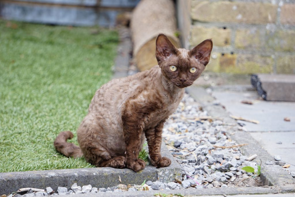 Katze im Gras