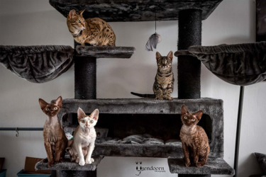 Katzen im lookout 198 pepper