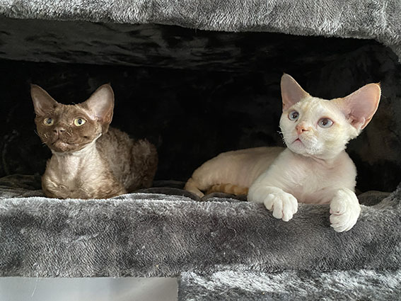 2 Katzen auf der Suche nach 198 Pfeffer