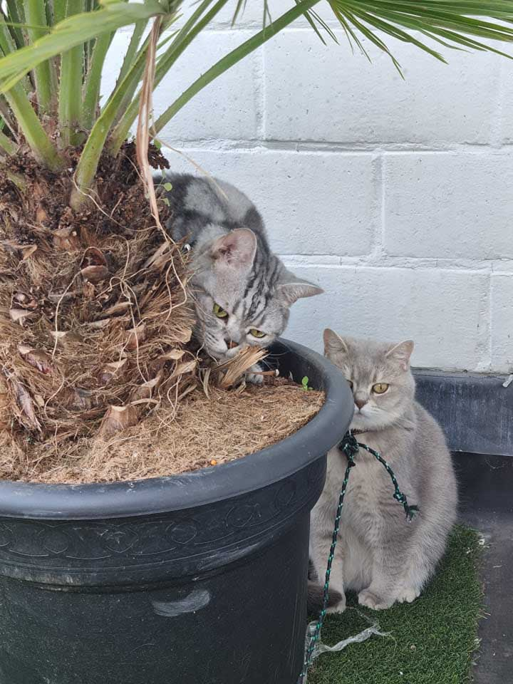 zwei Katzen auf der Pflanzmaschine